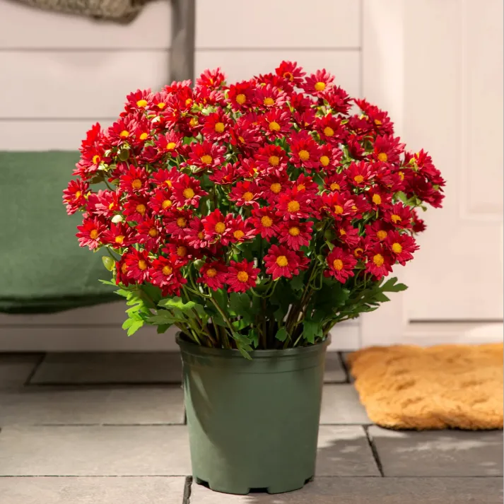 AutumnGlow Mums - A Perfect Fall Porch, Guaranteed + 50% OFF - Image 10
