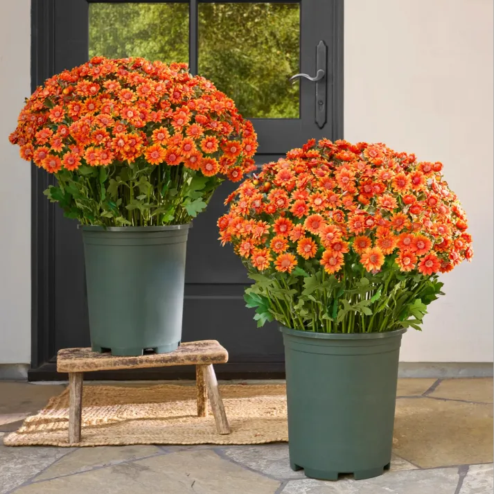 AutumnGlow Mums - A Perfect Fall Porch, Guaranteed + 50% OFF - Image 11