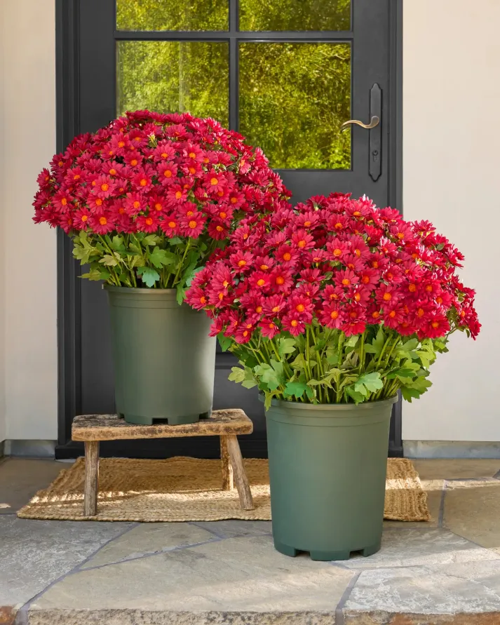AutumnGlow Mums - A Perfect Fall Porch, Guaranteed + 50% OFF - Image 13