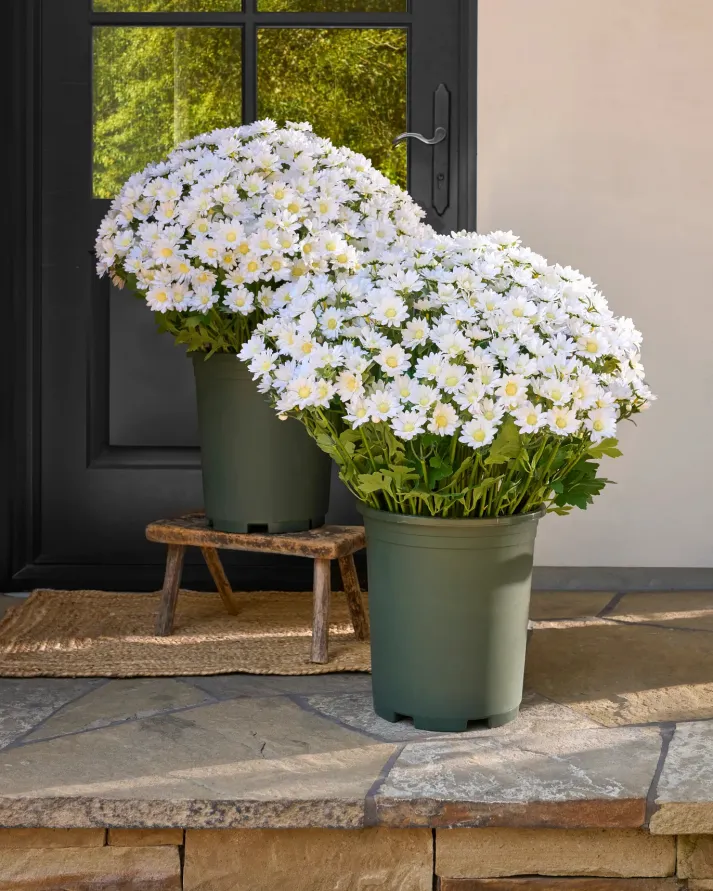 AutumnGlow Mums - A Perfect Fall Porch, Guaranteed + 50% OFF - Image 15