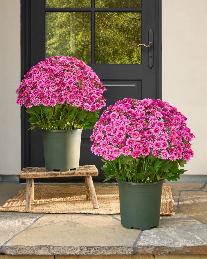 AutumnGlow Mums - A Perfect Fall Porch, Guaranteed + 50% OFF - Image 16
