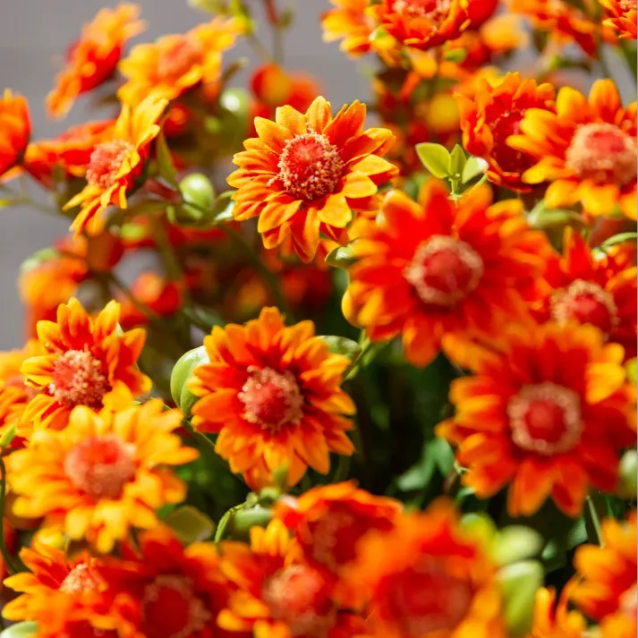 AutumnGlow Mums - A Perfect Fall Porch, Guaranteed + 50% OFF - Image 7