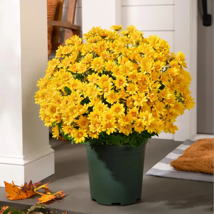 AutumnGlow Mums - A Perfect Fall Porch, Guaranteed + 50% OFF - Image 9