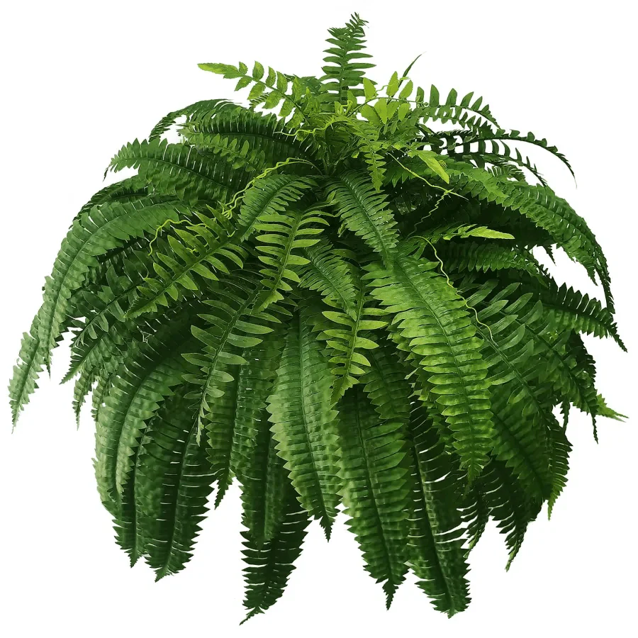 Forever Fresh Fern – Lush Greenery That Lasts Forever - 60% OFF - Image 12