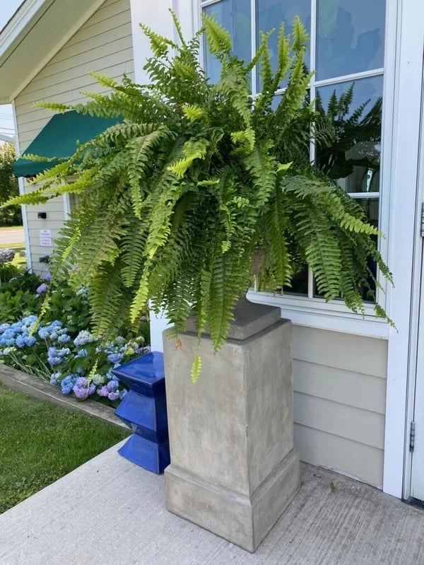 Forever Fresh Fern – Lush Greenery That Lasts Forever - 60% OFF - Image 4