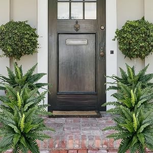 Forever Fresh Fern – Lush Greenery That Lasts Forever - 60% OFF - Image 5