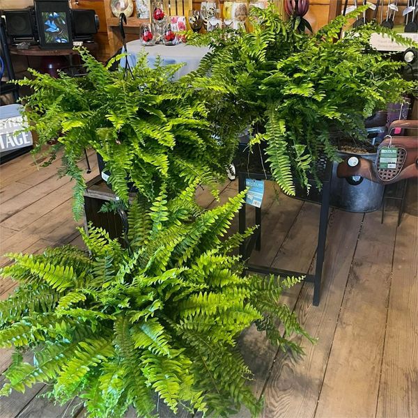 Forever Fresh Fern – Lush Greenery That Lasts Forever - 60% OFF - Image 9