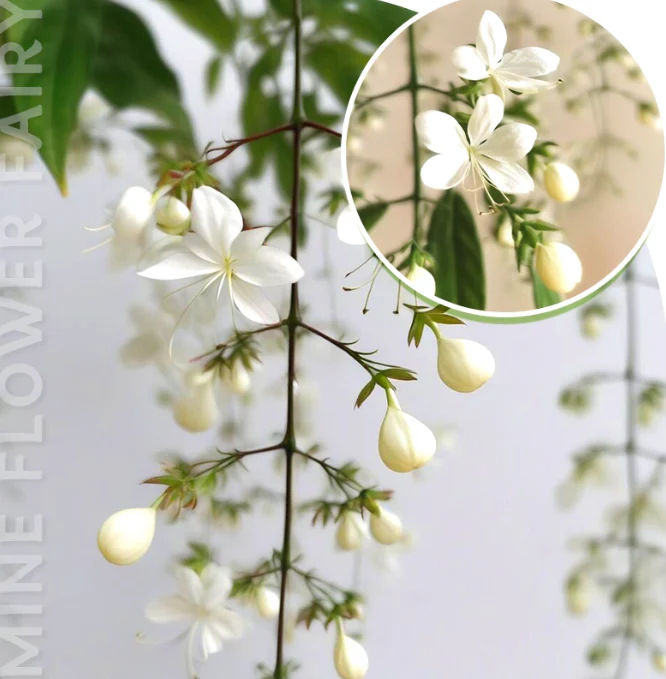 JasmineGlow – Bring Spring Indoors Instantly + 50% OFF - Image 11