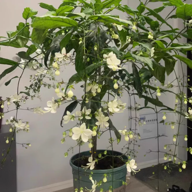 JasmineGlow – Bring Spring Indoors Instantly + 50% OFF - Image 12