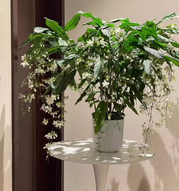 JasmineGlow – Bring Spring Indoors Instantly + 50% OFF - Image 2