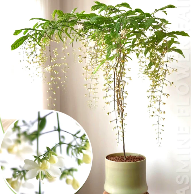 JasmineGlow – Bring Spring Indoors Instantly + 50% OFF - Image 3