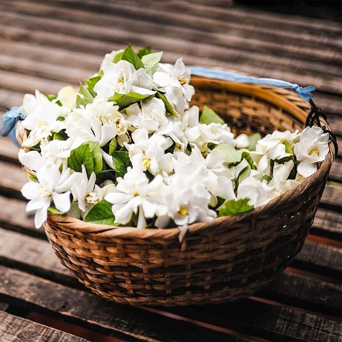 JasmineGlow – Bring Spring Indoors Instantly + 50% OFF - Image 6