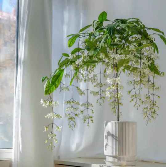 JasmineGlow – Bring Spring Indoors Instantly + 50% OFF - Image 7
