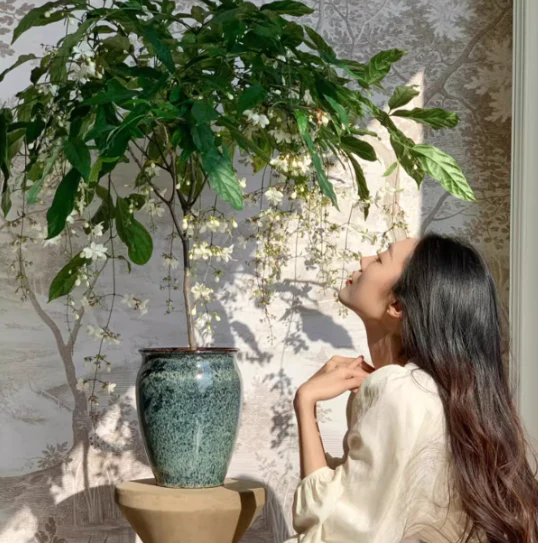 JasmineGlow – Bring Spring Indoors Instantly + 50% OFF - Image 8