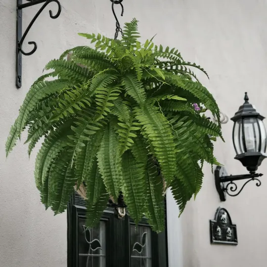 The AuraFern Realistic Boston Fern — Lush, Maintenance-Free Greenery 50% OFF - Image 10
