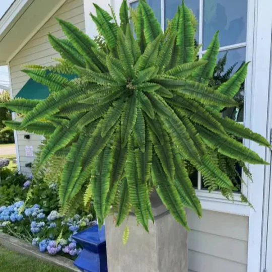 The AuraFern Realistic Boston Fern — Lush, Maintenance-Free Greenery 50% OFF - Image 7