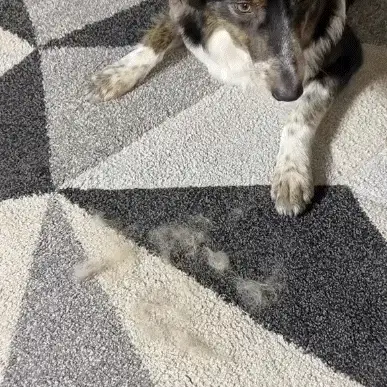 The FurGrip Grooming Gloves - Pet Hair Off in One Swipe +  1+1 FREE - Image 4