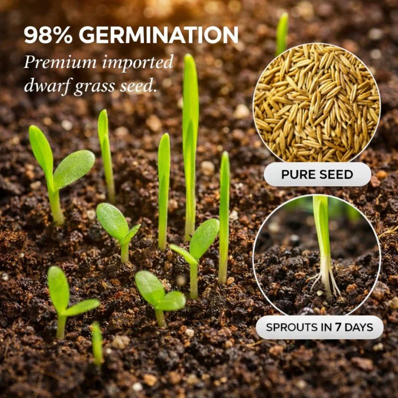Tillage™ – Four-Season Evergreen, No-Mow, Pet-Friendly Lawn Grass Seeds + 50% OFF - Image 4