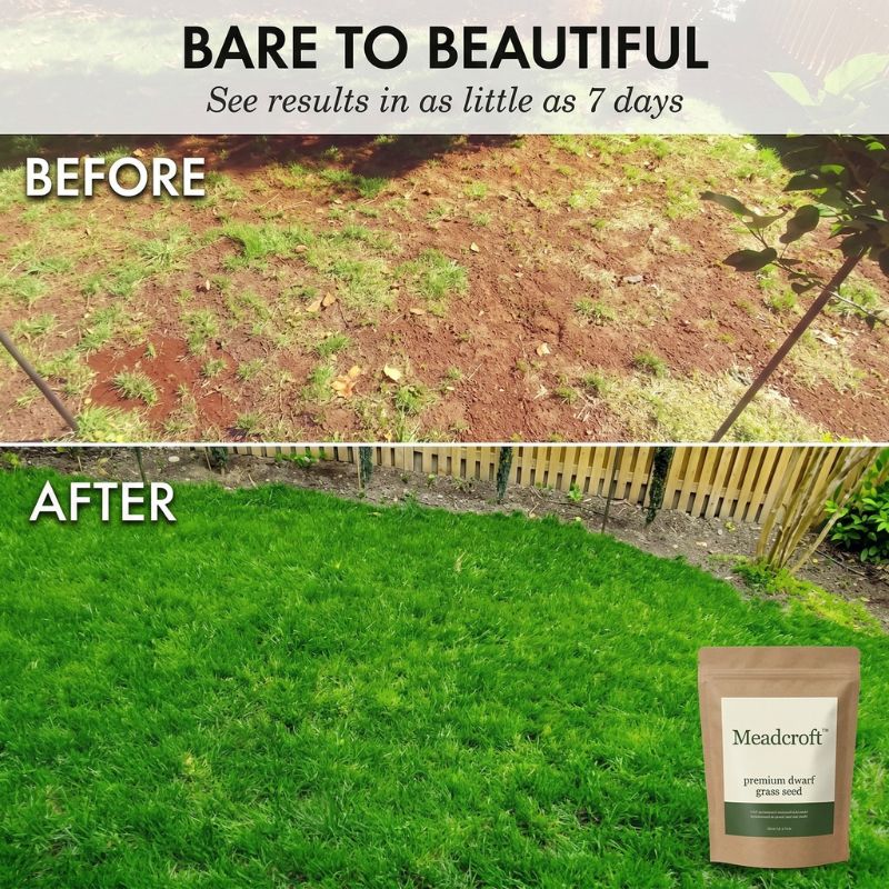 Tillage™ – Four-Season Evergreen, No-Mow, Pet-Friendly Lawn Grass Seeds + 50% OFF - Image 5